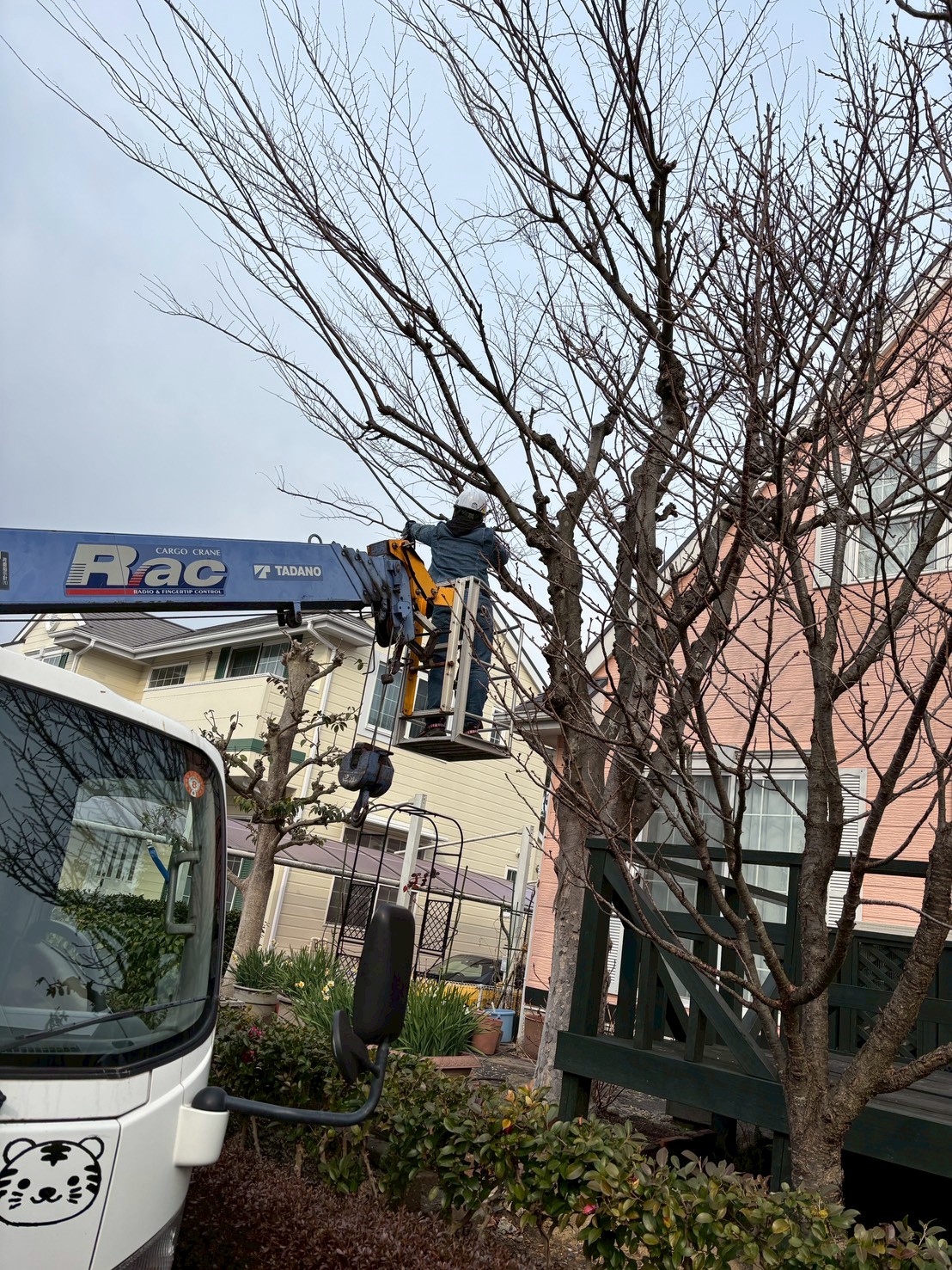 伐採作業