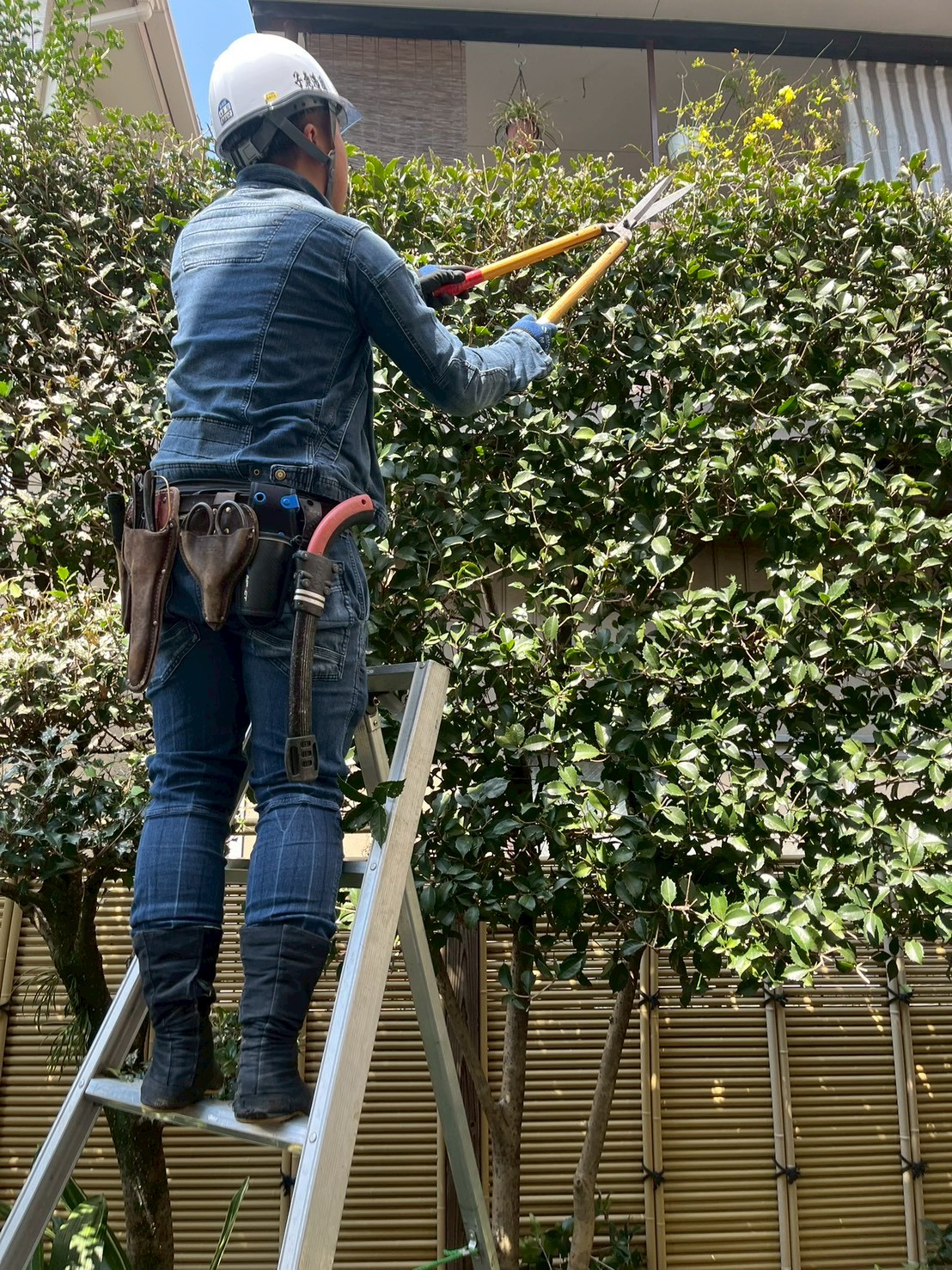 剪定作業