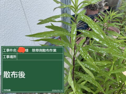 除草剤散布作業