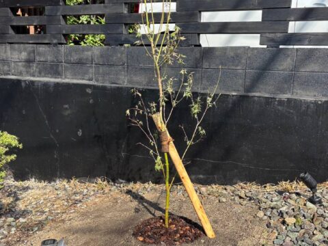イロハモミジ植栽作業